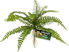 Zoo Med Naturalistic Flora Sword Fern